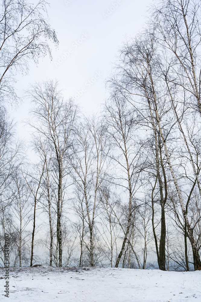 Group of bare trees during winter season. White snow is on the ground. Heavy overcast with grey sky Group of bare trees during winter season. White snow is on the ground. Heavy overcast with grey sky