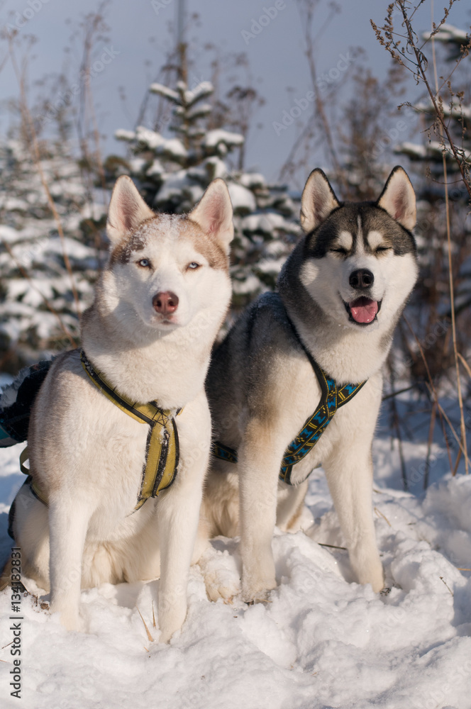 Siberian husky winter portrait Siberian husky winter portrait