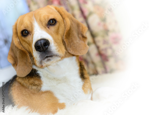 Portrait of an adorable Beagle dog © Soho A studio