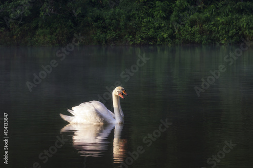 White Swan on lake with sunlight after sunrise.