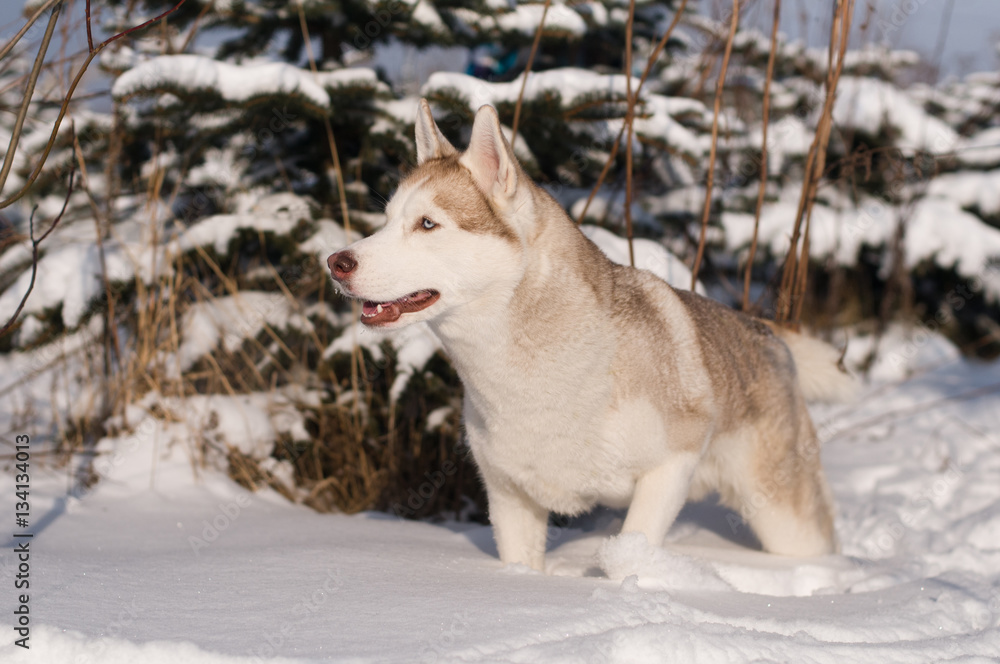 Naklejka premium Siberian husky winter portrait