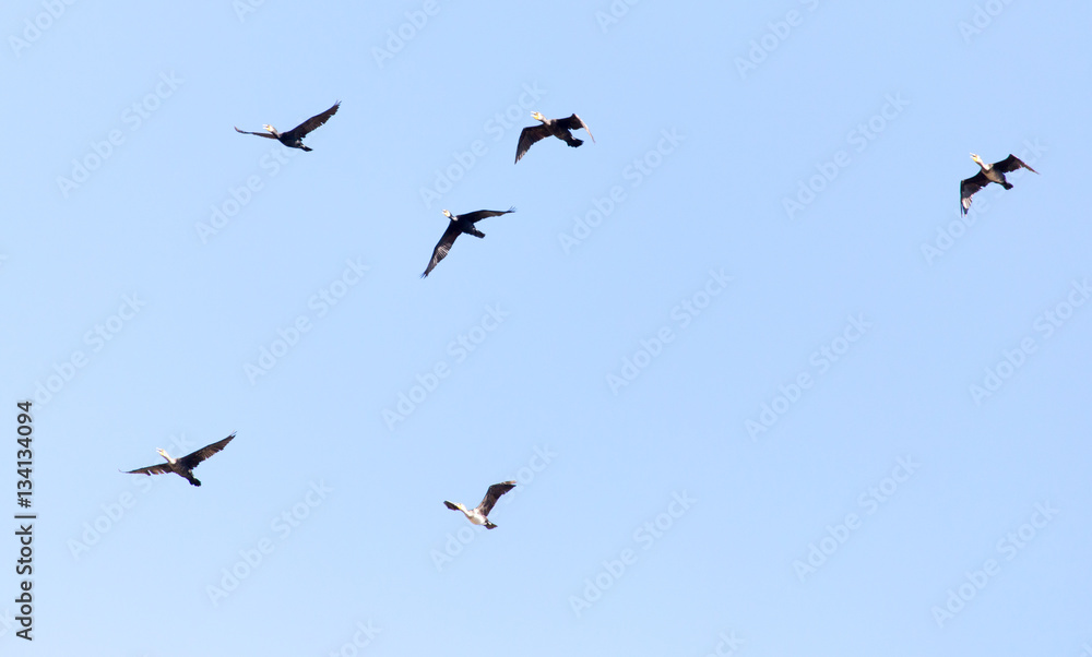 a flock of birds flying south in the blue sky a flock of birds flying south in the blue sky