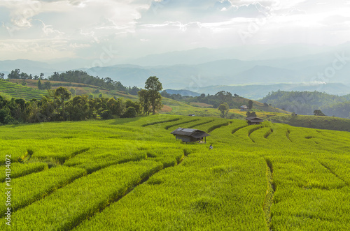 GreenTerraced rice fields in northern Thailand