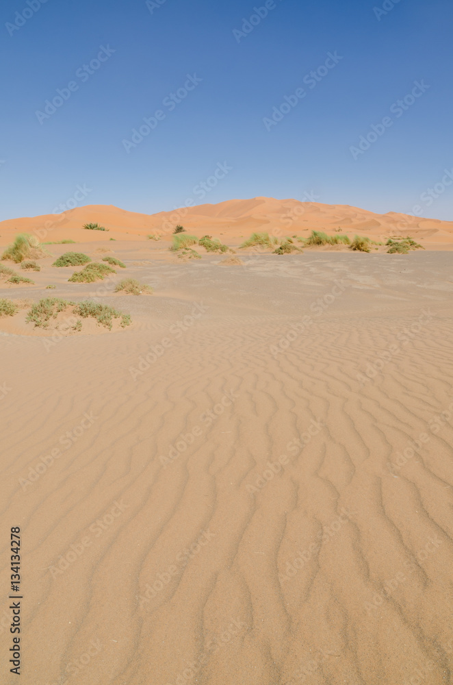 Famous and inconic sahara sand dunes of Erg Chebbi in the Moroccan desert near Merzouga, Morocco, North Africa