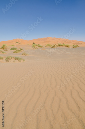 Famous and inconic sahara sand dunes of Erg Chebbi in the Moroccan desert near Merzouga  Morocco  North Africa