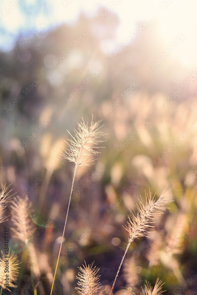 Fototapeta premium Sunrise through the Grass