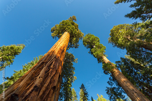 Fototapeta Naklejka Na Ścianę i Meble -  Giant Sequoia redwood trees with blue sky