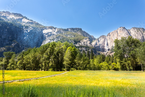 Meadow with green grass in Yosemite National Park