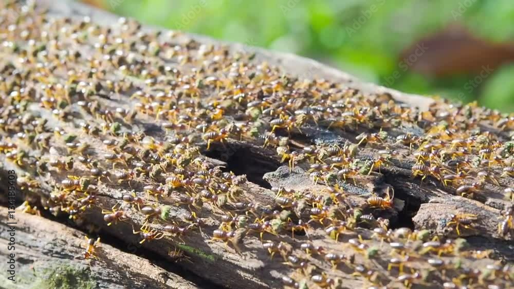 group of termite walking on the wood, termites are insects that eat wood in house, can be controlled by pesticide or chemical substance group of termite walking on the wood, termites are insects that eat wood in house, can be controlled by pesticide or chemical substance