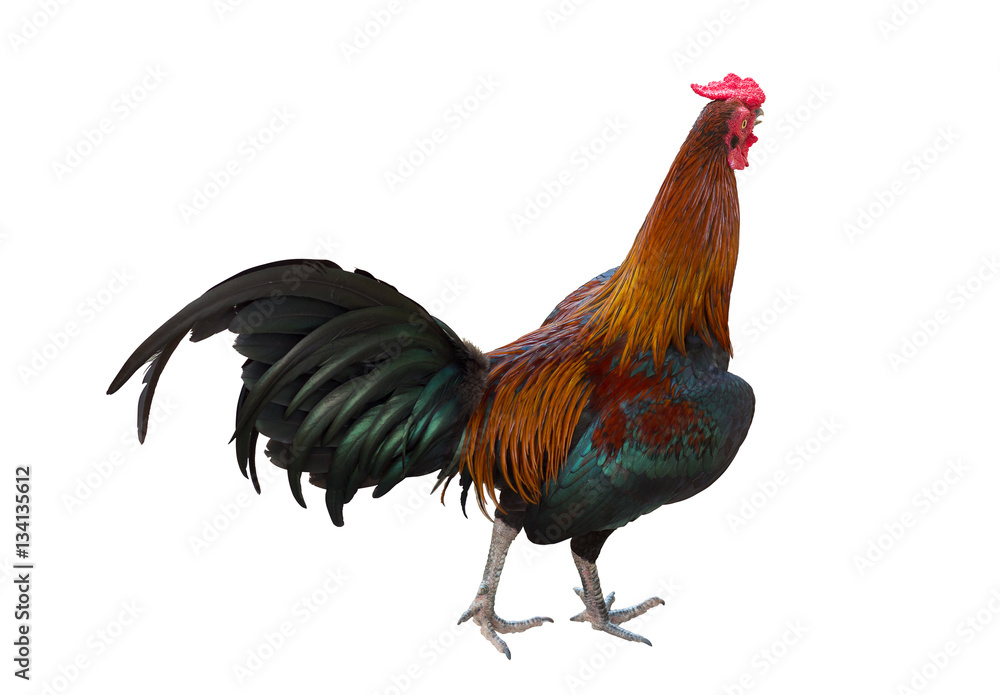 A smart rooster isolated A smart rooster isolated