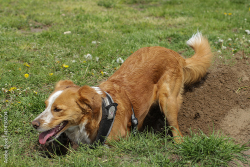 instinktives Verhalten bei Hunden