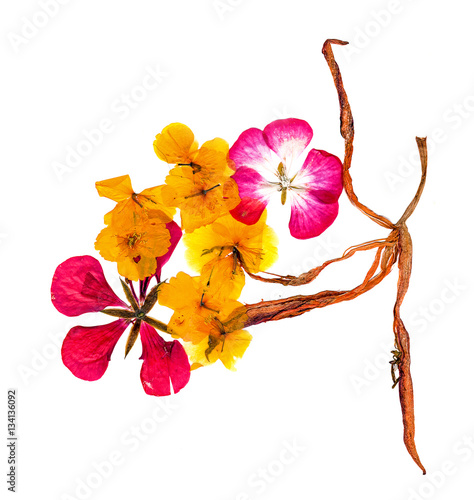  Pressed and dried flowers celandine blossom