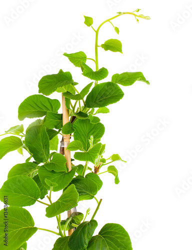 Actinidia deliciosa plant on white background