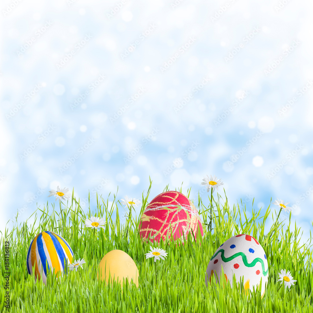 Fototapeta premium Eggs in Green Grass