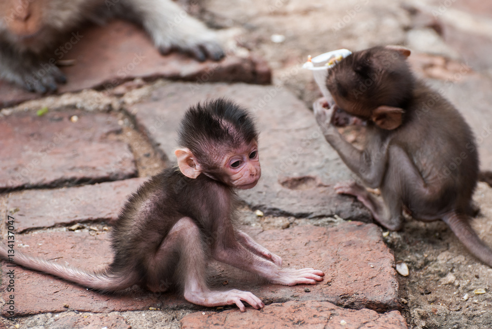 The baby Monkey eating fruit in Lopburi, Thailand