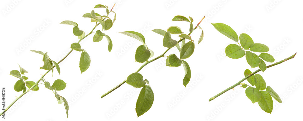 rose bush branch isolated on white background