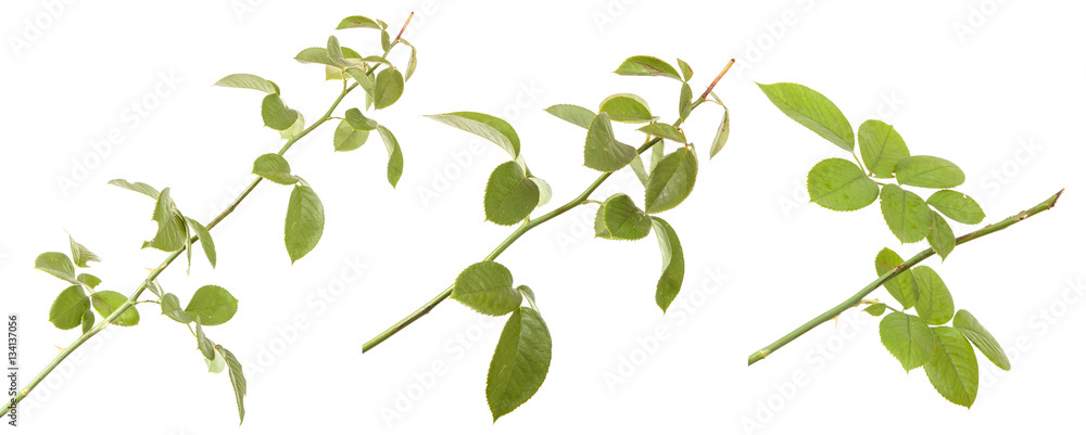 rose bush branch isolated on white background rose bush branch isolated on white background