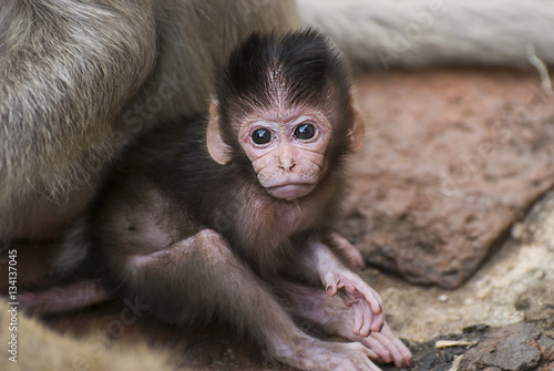 The baby Monkey and mother in Lopburi, Thailand © orapin