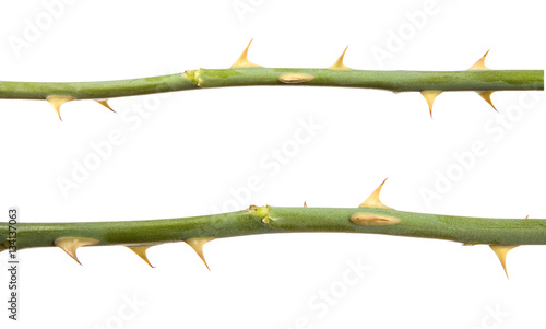 part of the stem roses with thorns. isolated on white background