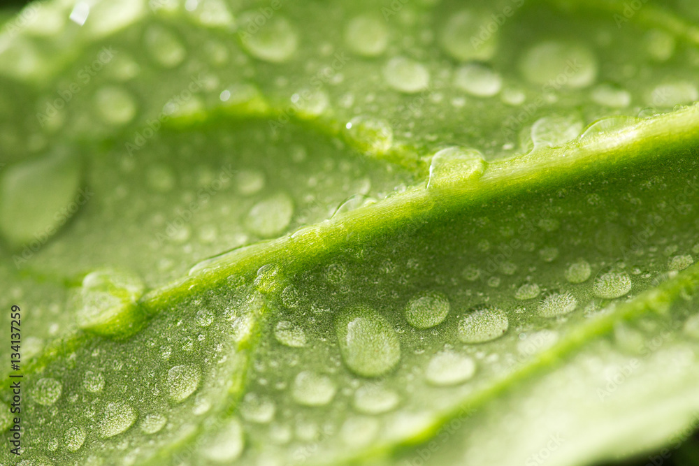 water drops on leaf spinach closeup water drops on leaf spinach closeup