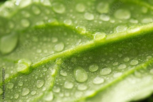 water drops on leaf spinach closeup
