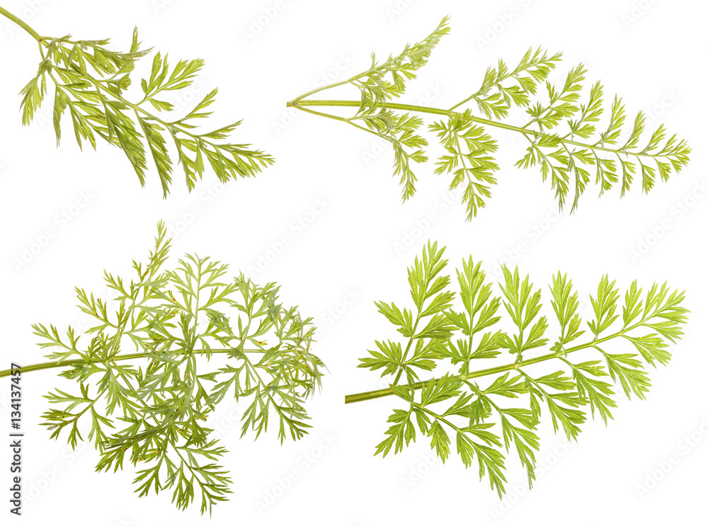 green leaf carrots. isolated on white background green leaf carrots. isolated on white background