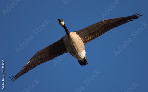 Canada goose  seen flying over a North California marsh