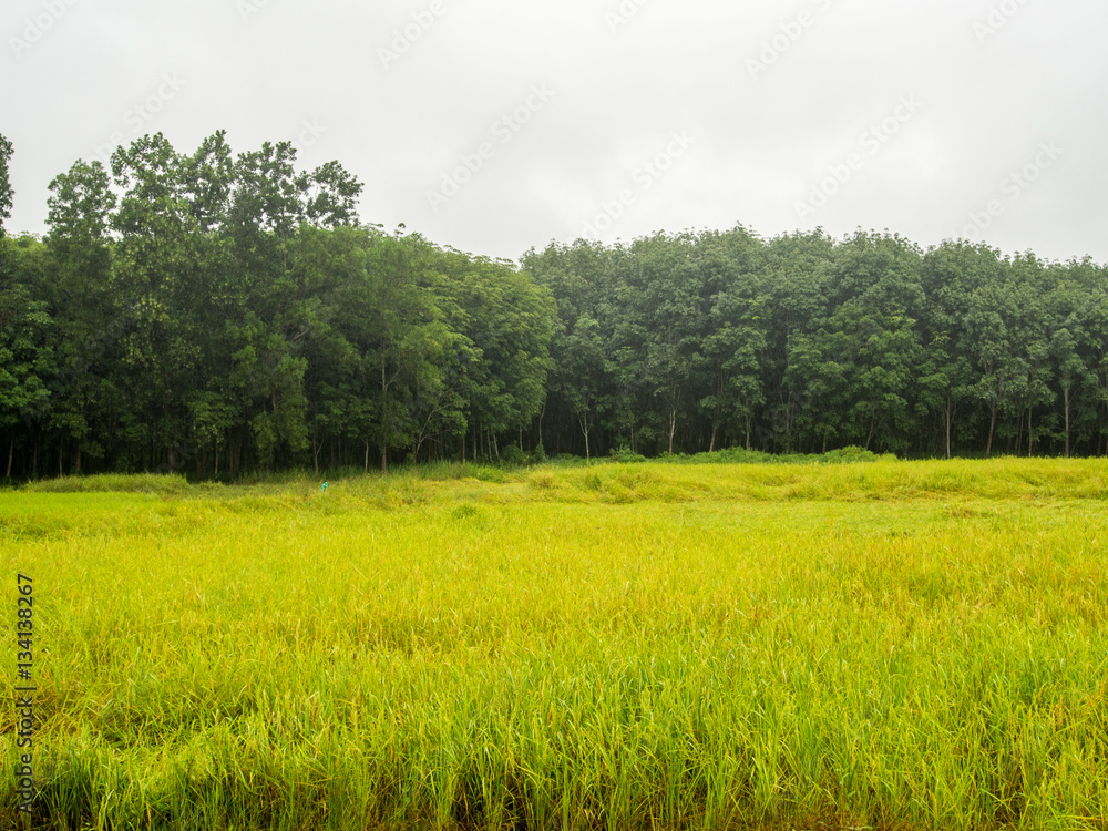 Fototapeta premium rice 's paddy