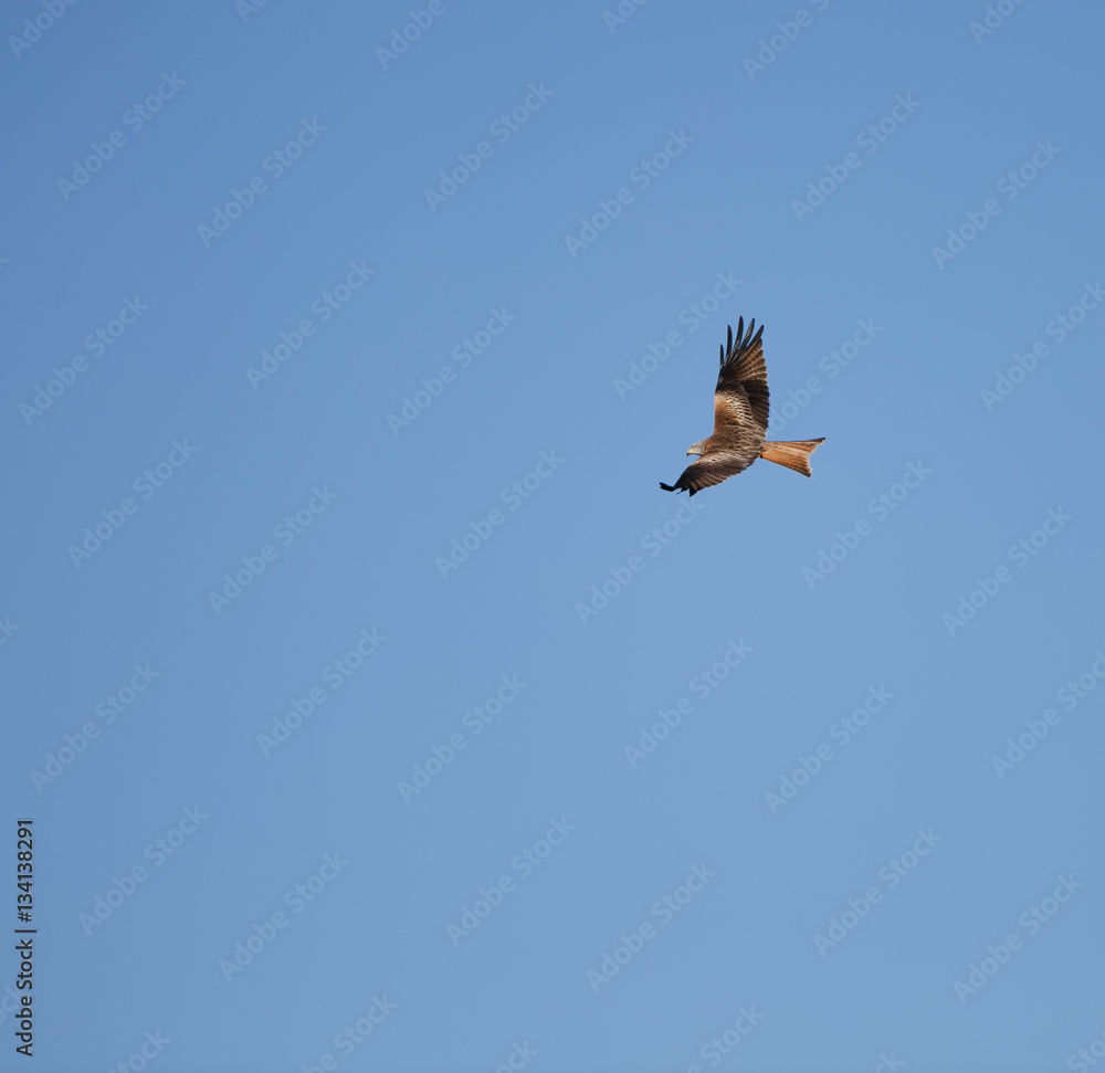 Milvus milvus in the blue sky Milvus milvus in the blue sky
