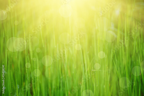 Natural abstract soft green eco sunny background with grass and light spots