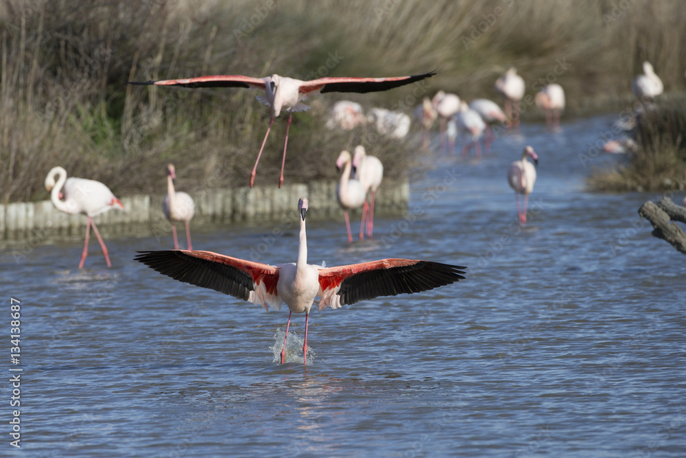 Greater Flamingos of Camargue France