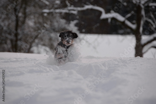 kein Schnee zu tief, süßer kleiner Rauhaardackel springt durch Tiefschnee