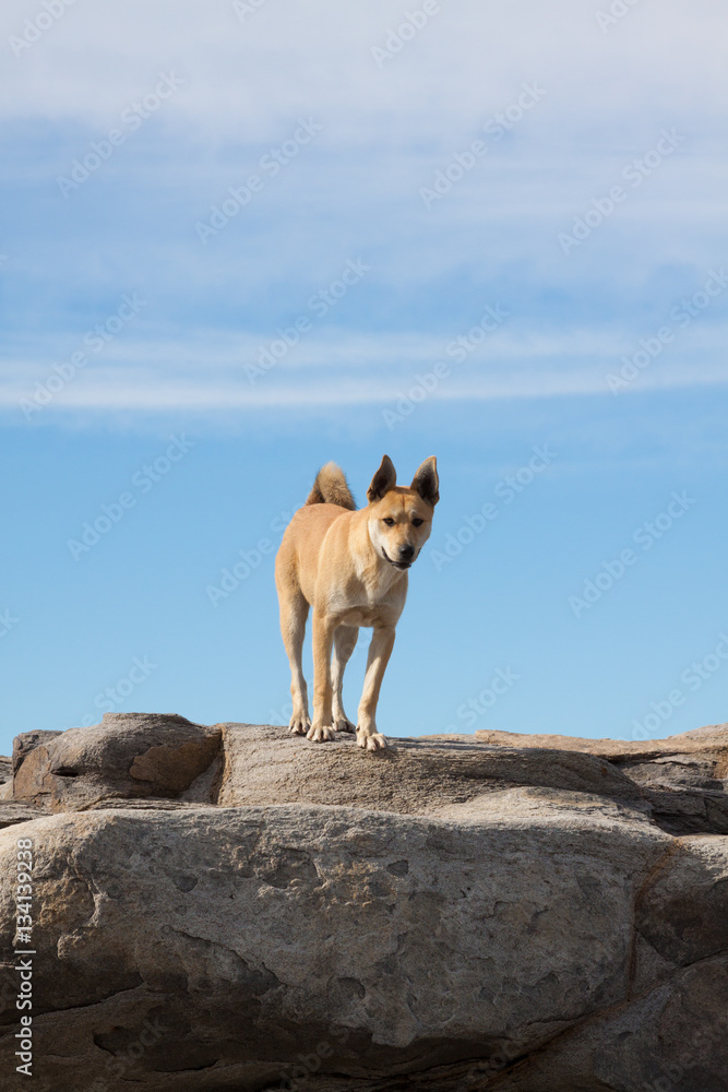 dog standing on rocks