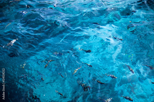 фотографія Fishes in clear transperent water, nature background