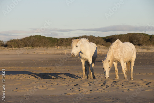 Fototapeta Naklejka Na Ścianę i Meble -  White horses of Camargue France