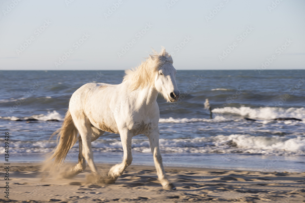 White horses of Camargue France White horses of Camargue France