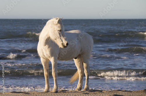 White horses of Camargue France