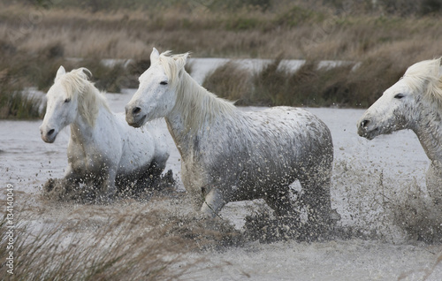 Fototapeta Naklejka Na Ścianę i Meble -  White horses of Camargue France