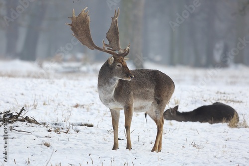 The fallow deer (Dama dama) in a winter landscape.