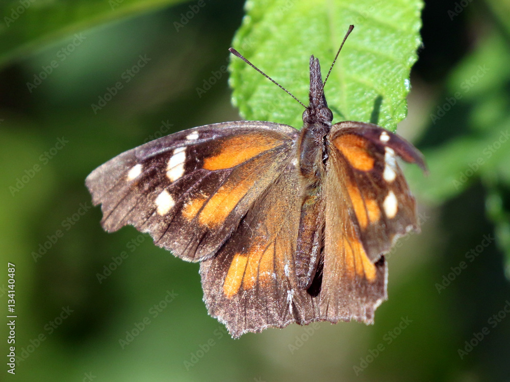 Fototapeta premium American Snout Butterfly - Libytheana carinenta