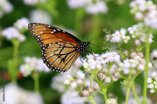 Soldier Butterfly - Danaus eresimus © randimal