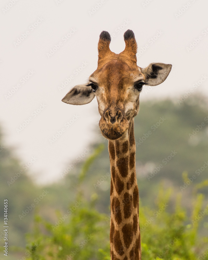 Fototapeta premium Retrato de uma girafa