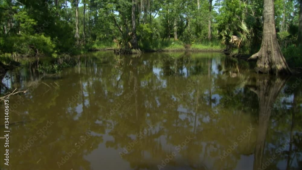 tilt up to trees and moss in bayou tilt up to trees and moss in bayou