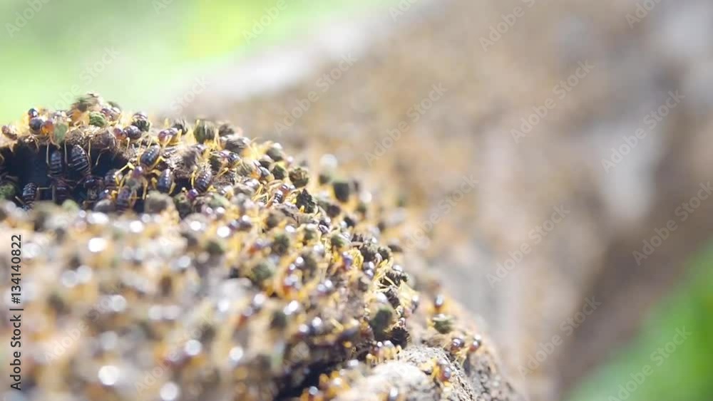 group of termite walking on the wood, termites are insects that eat wood in house, can be controlled by pesticide or chemical substance group of termite walking on the wood, termites are insects that eat wood in house, can be controlled by pesticide or chemical substance