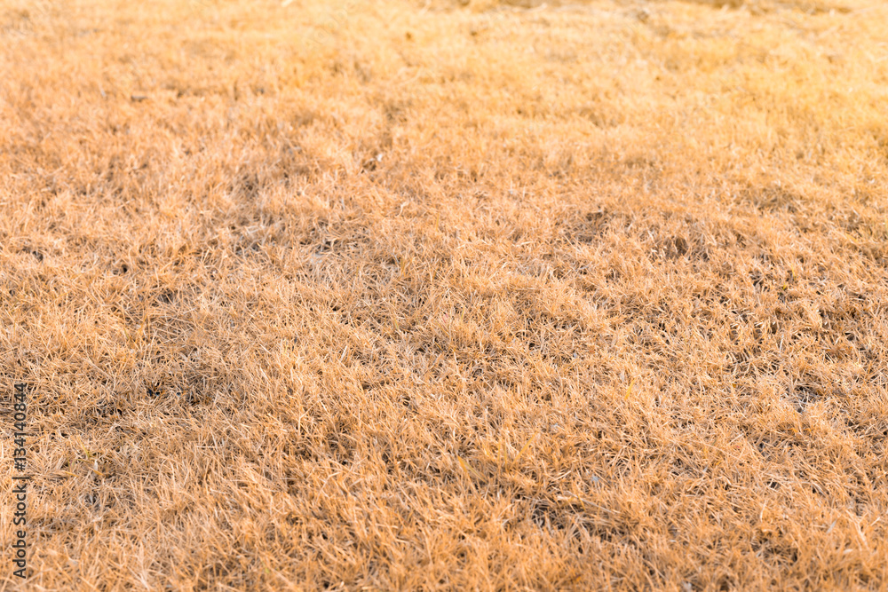 Fototapeta premium dry grass field
