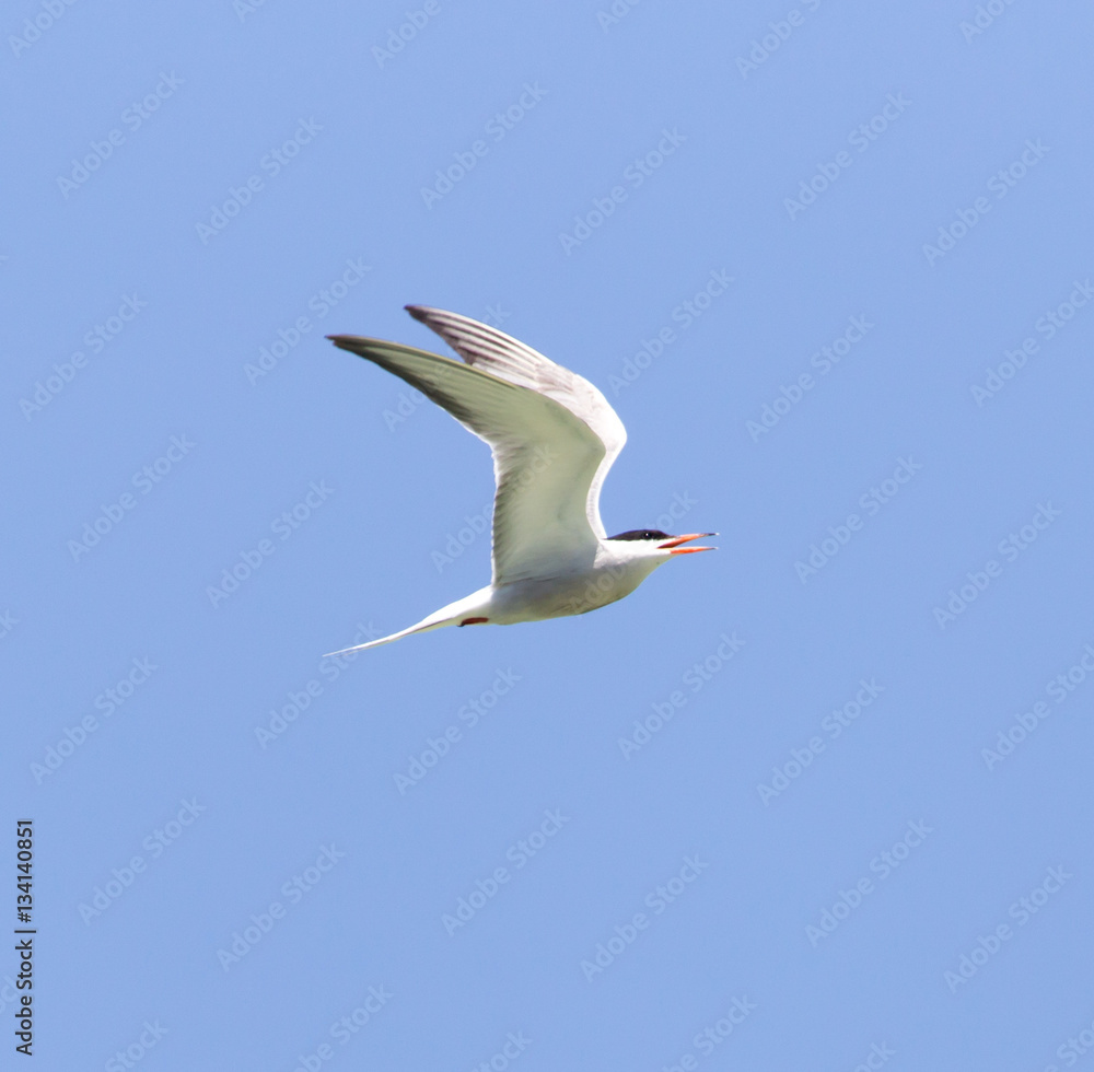 seagull on a background of blue sky seagull on a background of blue sky