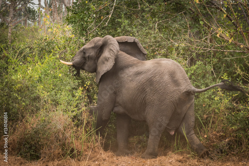 Elefante a entrar na selva