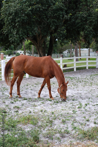 Brown Horse Eating on the Ranch