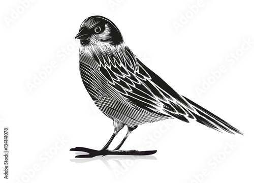 Schwarz Weiß Zeichnung eines Vogels