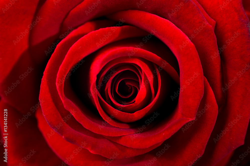 Fototapeta premium Deep red erotic rose macro. Closeup of petals. Twisted red color.
